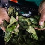 Regenerative Farming: The Future of Sustainable Food Production