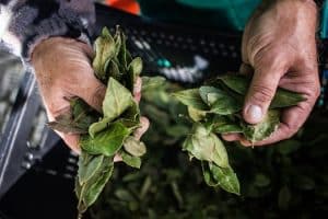 Regenerative Farming: The Future of Sustainable Food Production