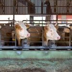 Ethical Food Production: Animal Welfare and Sustainability