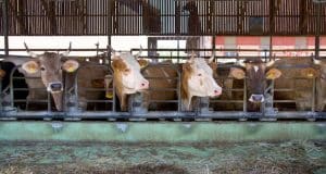 Ethical Food Production: Animal Welfare and Sustainability