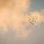 The Flight to Quality in Office Space Demand