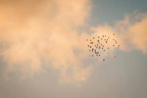 The Flight to Quality in Office Space Demand