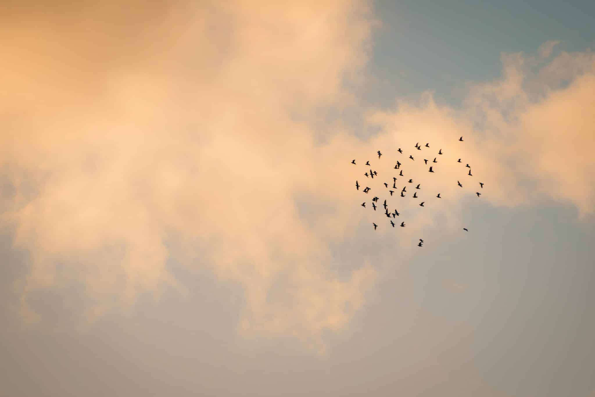 The Flight to Quality in Office Space Demand