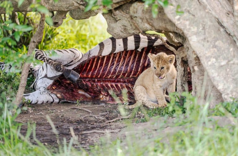 Enchanting Experiences in Aukštaitija National Park