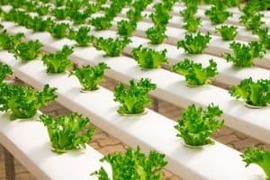 Food Waste Management: Innovative Solutions for a Global Problem