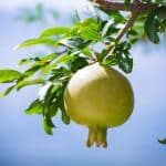 Gardening for Food: Growing Your Own Sustainable Produce