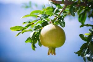 Gardening for Food: Growing Your Own Sustainable Produce