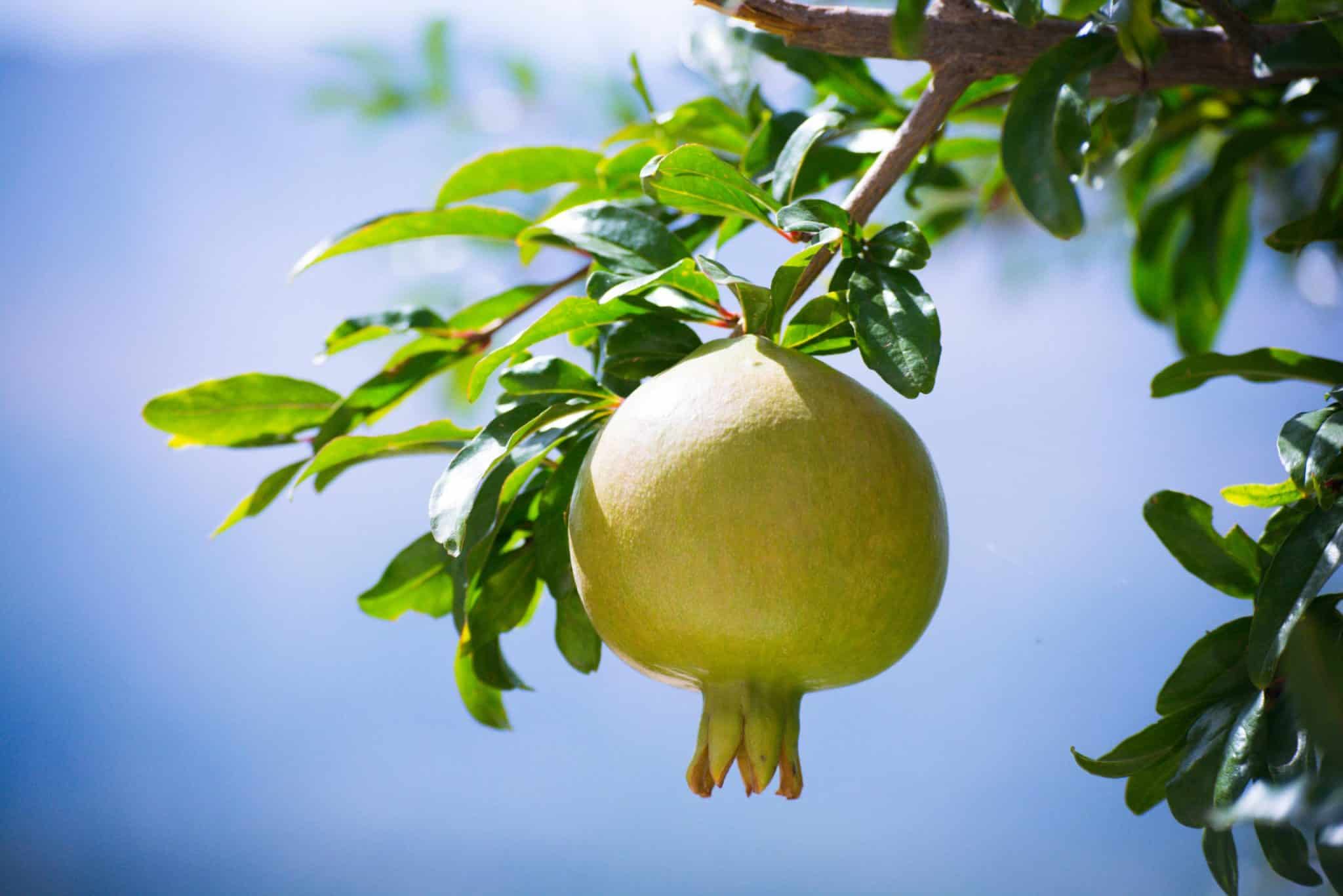 Gardening for Food: Growing Your Own Sustainable Produce