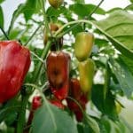 Unified Action for Sustainable Food Systems: A Global Effort