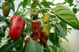 Unified Action for Sustainable Food Systems: A Global Effort