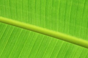 Green Jobs Revolution: Careers in Sustainability and Renewable Energy