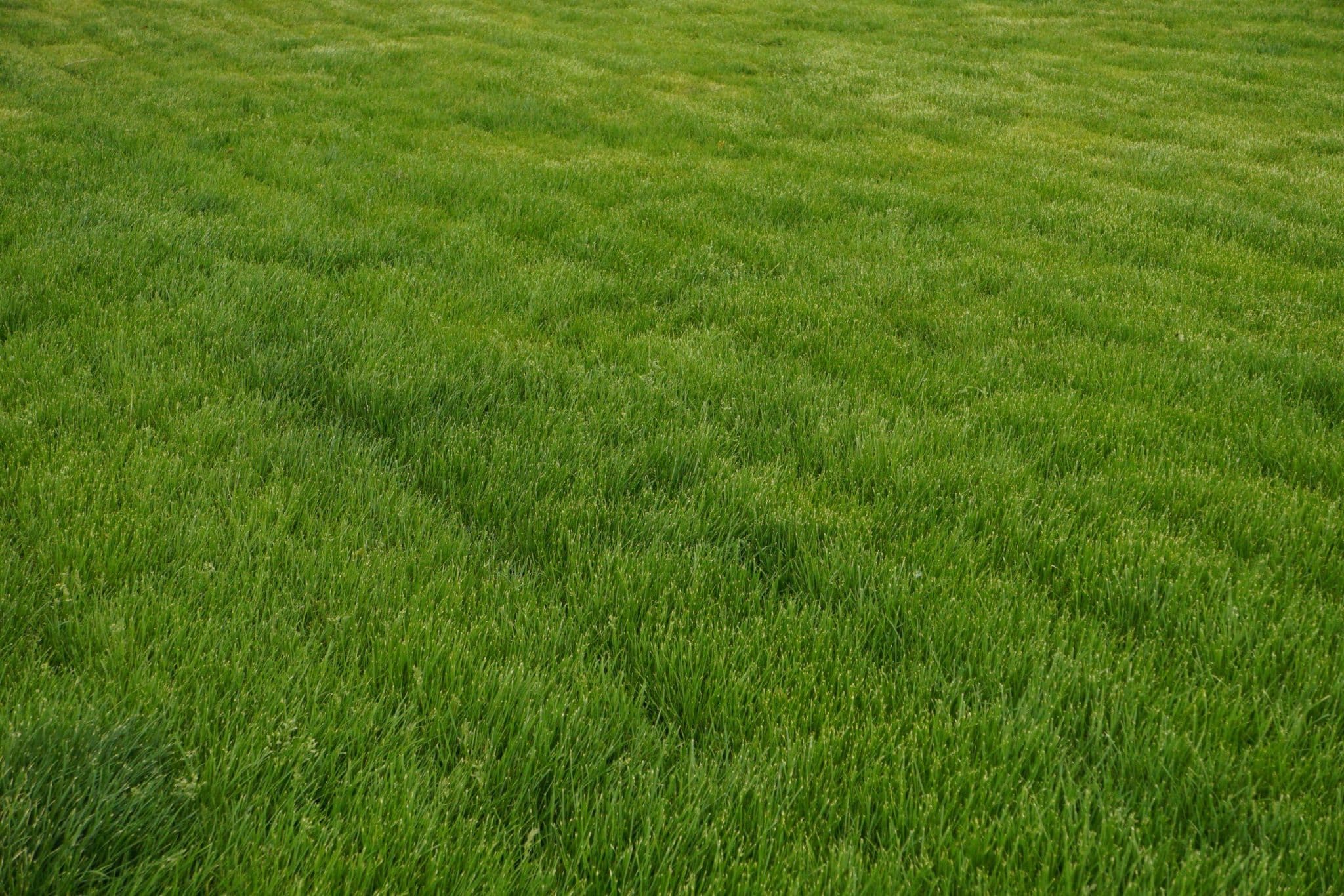 Green Campus Initiatives: Carbon-Neutral Universities by 2030